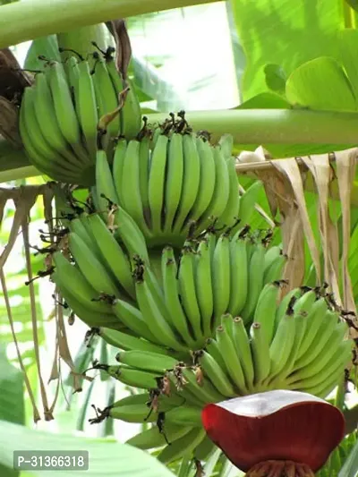 Dwarf Cavendish Banana Plant - Easy to Grow-thumb0