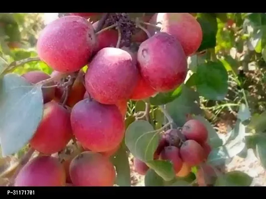 High Yield Ber Apple Tree-thumb0