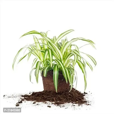 Spider Plant - Indoor Air Purifying Houseplant-thumb0