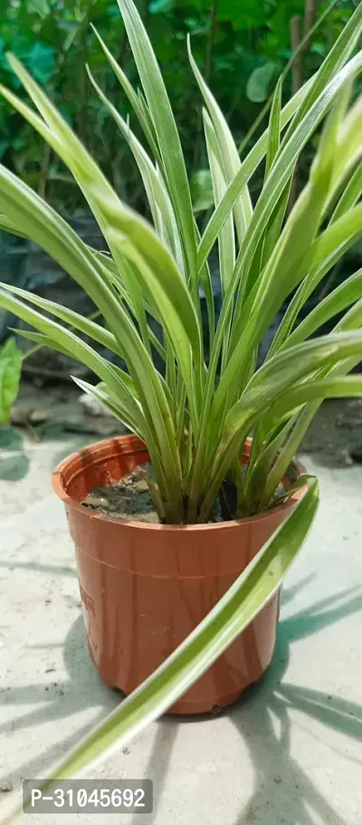 Healthy Spider Plant - Beautiful Indoor Decor-thumb4