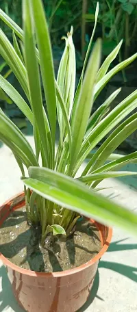 Spider Plant - Natural Air Purifier for Indoors-thumb3