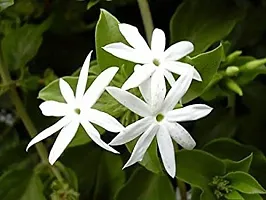 Potted Jasmine Plant - Ideal for Patios and Gardens-thumb1