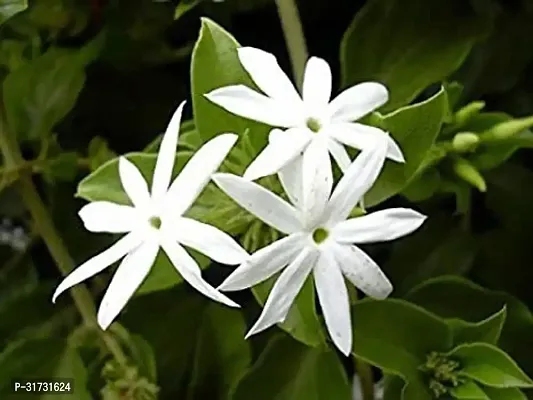 Potted Jasmine Plant - Ideal for Patios and Gardens-thumb2