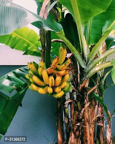 Cold Hardy Banana Plant - Grow Bananas in Cooler Climates-thumb0