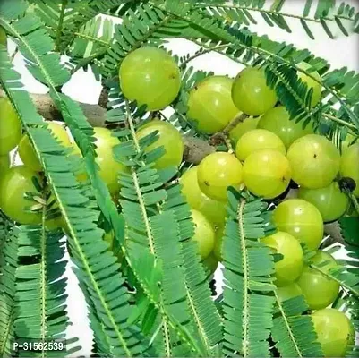 Grafted Gooseberry Tree - Premium Amla-thumb0