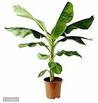 Dwarf Musa Banana Plant - Great for Beginners-thumb0