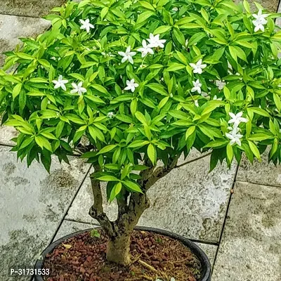 Live Jasmine Plant - Adds Freshness and Fragrance-thumb0