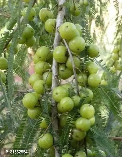 Nutrient-Dense Amla Bush - Superfood Plant-thumb0