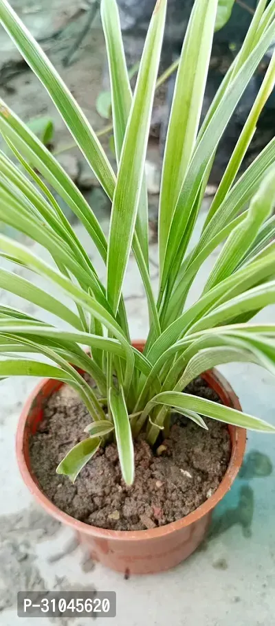 Spider Plant with Pot - Low Maintenance Indoor Greenery-thumb2