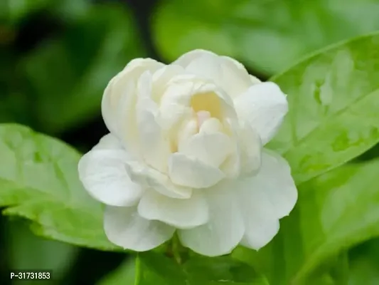 Jasmine Plant with Lush Green Leaves-thumb0