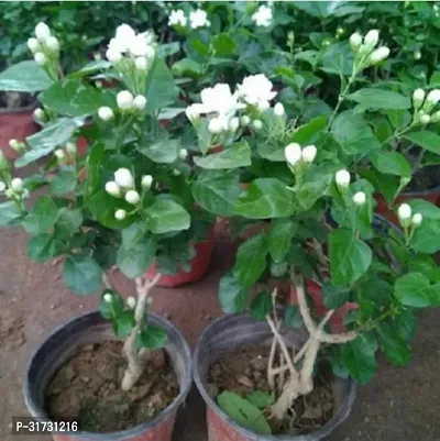 Potted Jasmine Plant - Perfect for Any Room-thumb0