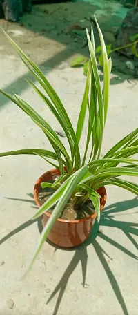 Spider Plant - Perfect Indoor Plant for Fresh Air-thumb2