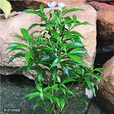 Live Jasmine Plant - Adds Beauty and Fragrance-thumb0