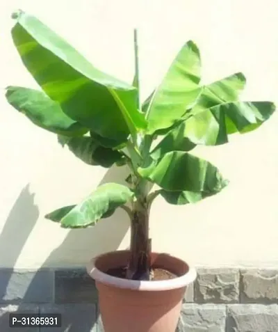 Cold Hardy Musa Basjoo Banana Plant - Live Tree-thumb0