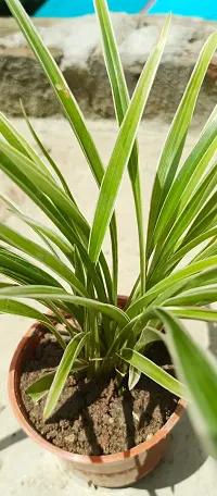 Healthy Spider Plant - Beautiful Indoor Decor-thumb2