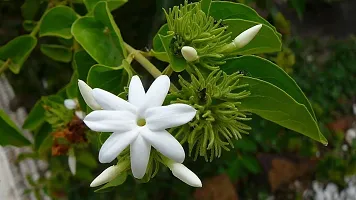 Healthy Jasmine Plant - Easy to Grow and Maintain-thumb1