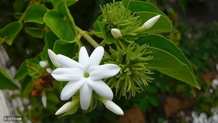 Healthy Jasmine Plant - Easy to Grow and Maintain-thumb2