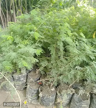 Prosopis Cineraria for Green Living