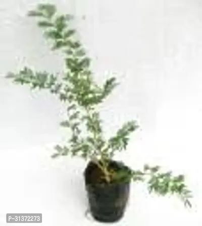 Shami Plant with Elegant Planter-thumb4