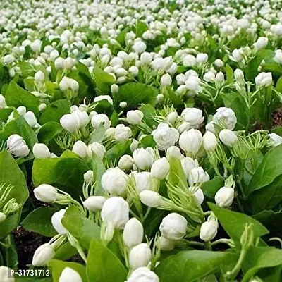 Healthy Jasmine Plant - Lush Green Foliage and White Flowers-thumb2