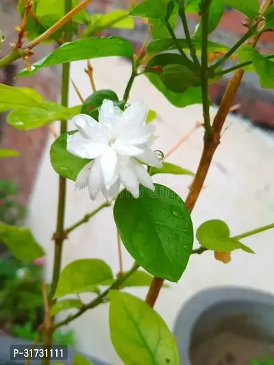 Jasmine Plant with Pot - Perfect for Gifting-thumb0