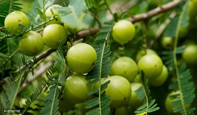 Potted Amla Plant - Perfect for Patios-thumb0