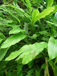 Elaichi Plant - Perfect for Homegrown Spice-thumb1