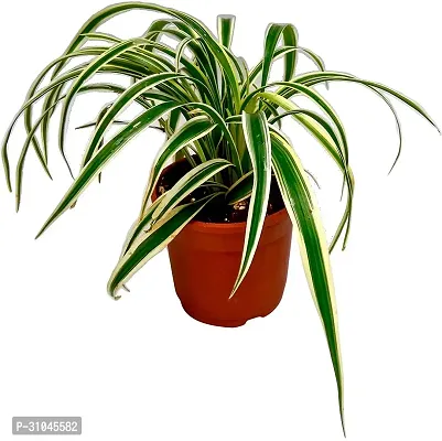 Spider Plant - Indoor Air Purifying Houseplant-thumb0