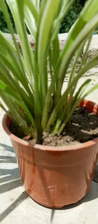 Live Spider Plant - Easy Care Indoor Plant-thumb1