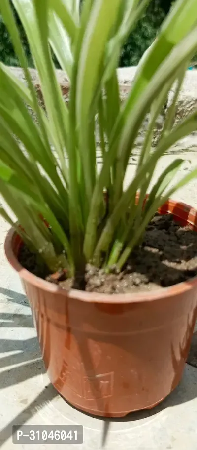 Live Spider Plant - Easy Care Indoor Plant-thumb2