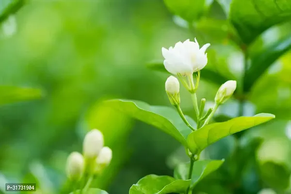 Mini Jasmine Plant - Compact and Fragrant-thumb0