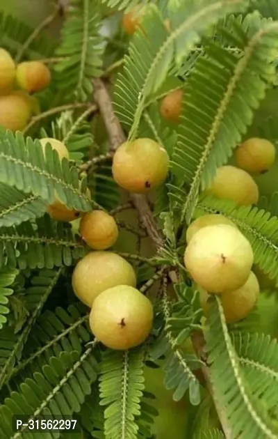 Year-Round Amla Tree - Evergreen Delight-thumb0