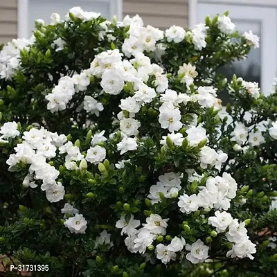 Live Jasmine Plant - Adds Beauty and Fragrance-thumb0