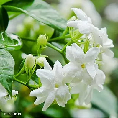 Fragrant Jasmine Plant - Ideal for Home and Office Decor-thumb0