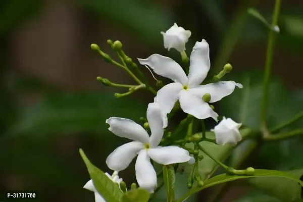 Premium Jasmine Plant - Long-Lasting Fragrance-thumb0