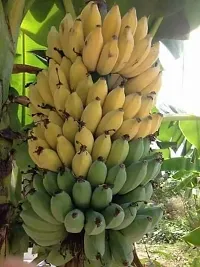 Organic Musa Banana Plant - Perfect for Backyard Gardens-thumb1