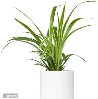 Chlorophytum comosum - Spider Plant in 4-Inch Pot-thumb0