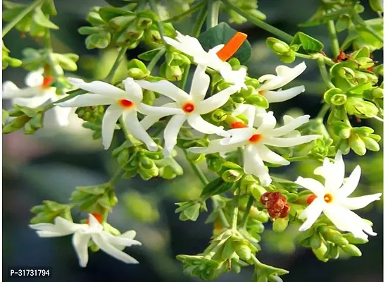 Jasmine Plant for Indoor Decor - Beautiful and Aromatic-thumb0