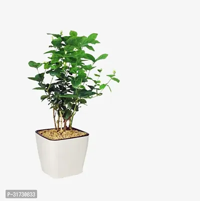 Low Maintenance Jasmine Plant-thumb0