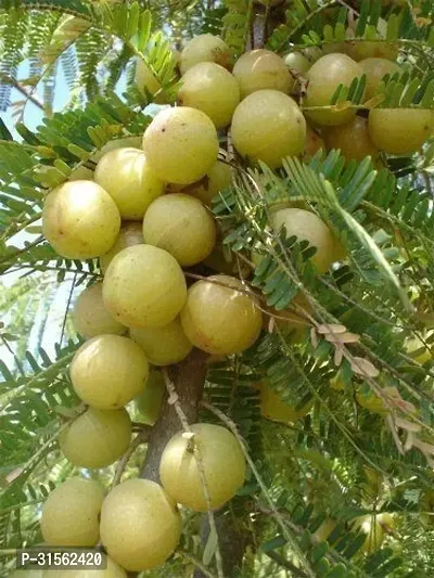 Container Amla Plant - Great for Balconies-thumb0