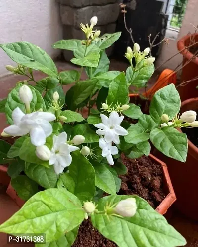 Jasmine Plant for Home Decor - Fragrant and Beautiful-thumb0