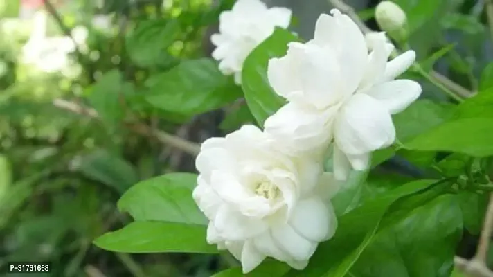 Fragrant Jasmine Plant in Hanging Basket-thumb0