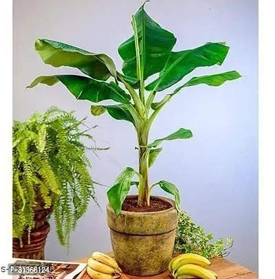 Hardy Musa Basjoo Banana Plant - Live Plant for Sale-thumb0