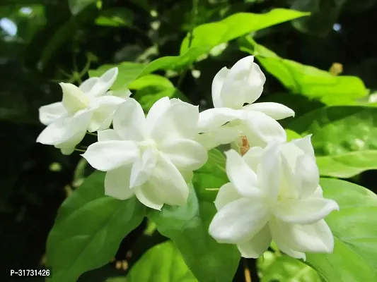 Jasmine Plant with Pot - Easy to Maintain-thumb0