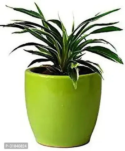 Pet-Friendly Spider Plant - Indoor Greenery-thumb0