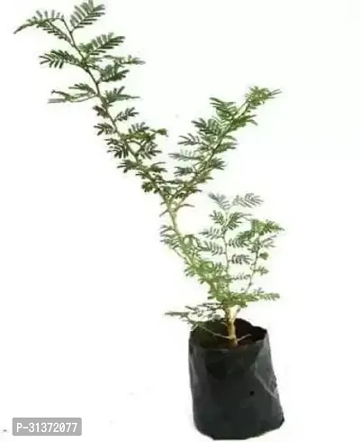 Sacred Prosopis Cineraria-thumb0