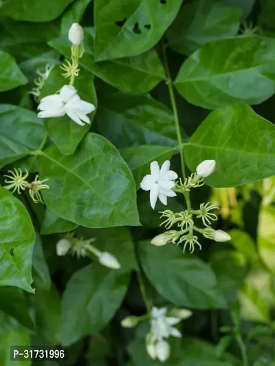 Fragrant Jasmine Plant - Perfect for Relaxation-thumb0