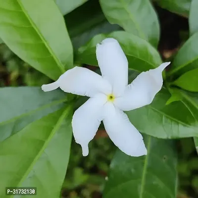 Outdoor Jasmine Plant - Perfect for Patios and Gardens-thumb0