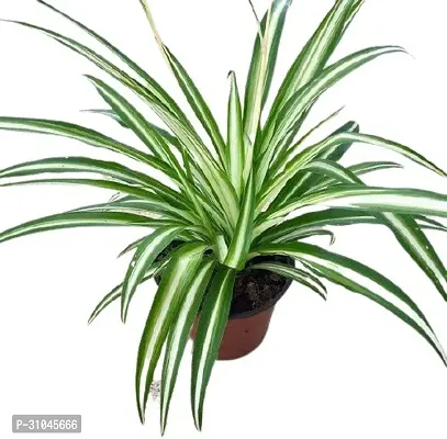 Spider Plant - Easy to Grow Indoor Plant-thumb0