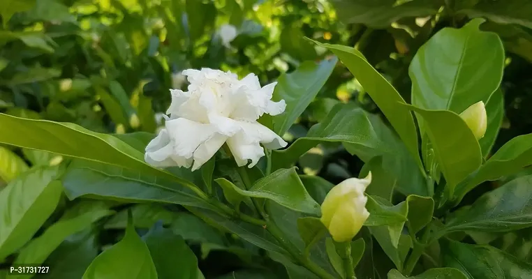 Live Jasmine Plant - Easy Care and Beautiful-thumb0